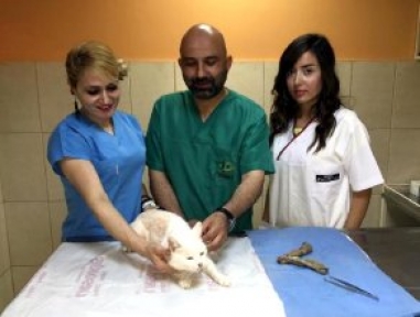 5 Kiloluk Kedinin Rahminden 940 Gram İltihap Çıktı