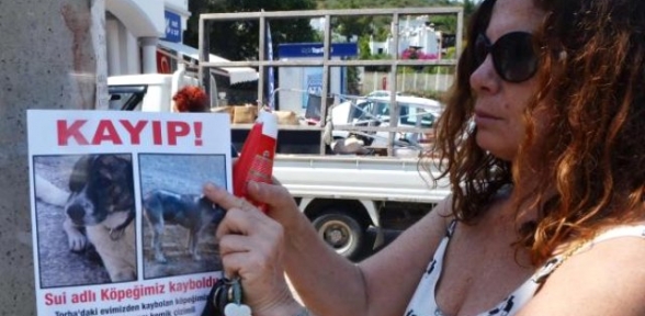 Köpeğini Bulana 3 Bin Lira Verecek