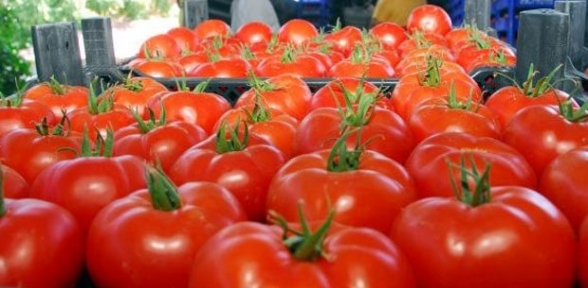 El yakan limon ve domates fiyatları mercek altında