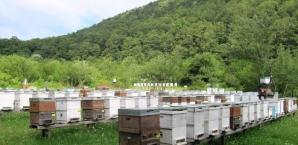  İstanbulda Ballı Günler