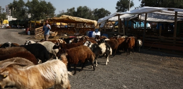  KARTAL BELEDİYESİ KURBAN BAYRAMINA HAZIR