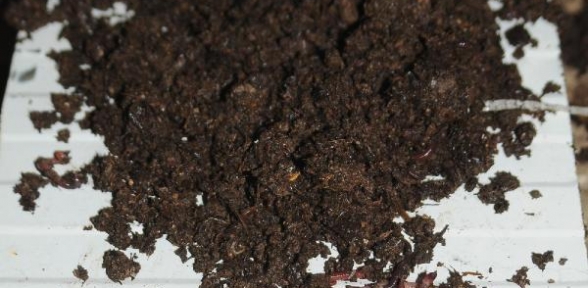  Solucanların Ürettiği Gübre İle Para Kazanıyor