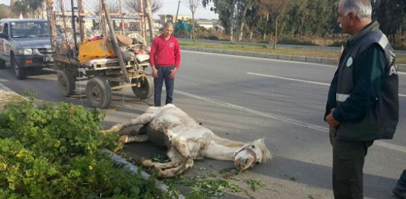 Açlık ve yorgunluktan yola yığılan ata kırbaç