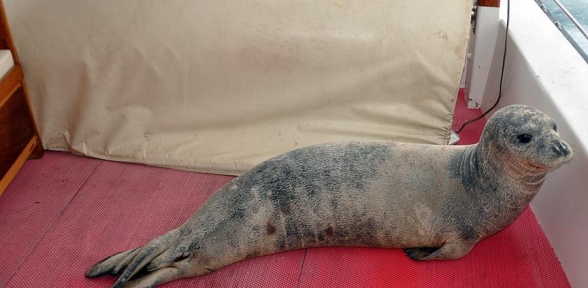 Akdeniz Foku Tekneye Sığındı 