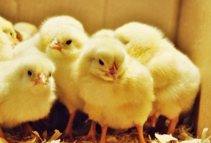 Almanya erkek civcivleri imha etmeye devam edecek