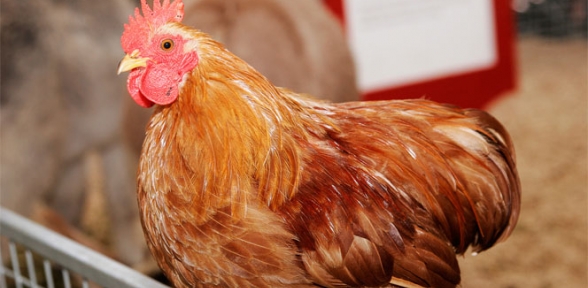 Arsenikli tavuk iddialarına yalanlama