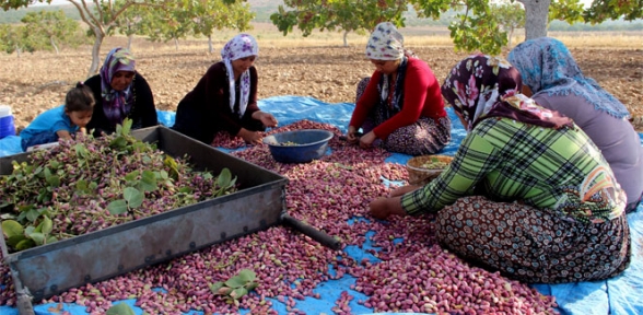 Askeri operasyonun sürdüğü Karkamışta vatandaşlar tarlada çalışıyor
