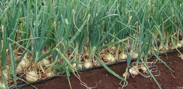 Bahçesine soğan ekerken tarihi eser buldu