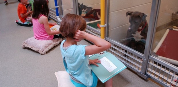 Barınaktaki köpeklerin psikolojilerini düzeltmek için onlara kitap okuyan çocuklar