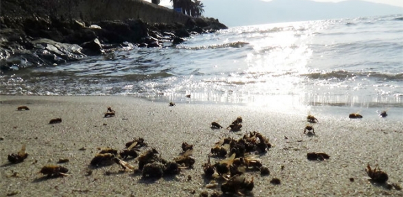 Binlerce Arı Sahile Vurdu 