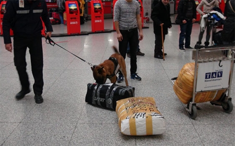 Bomba dedektörü köpekler havalimanında iş başında