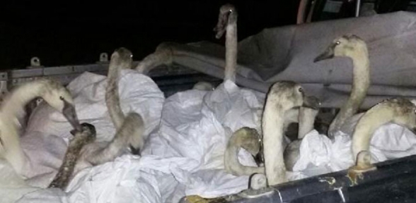 Bu da kuğu kaçakçılığı