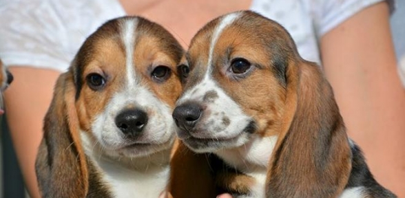 Bu köpekler dünyada bir ilk