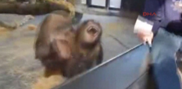 Bu Orangutanın Gülme Krizi İzlenme Rekorları Kırıyor 