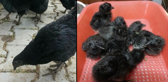 Bu Tavuklar Cep Yakıyor