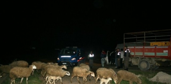 Çaldıkları Hayvanları Adaklık Kurban Diye Sattılar