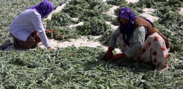 Çiftçiye umut oldu