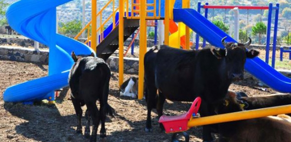 Çocuk parkında inekler geziyor