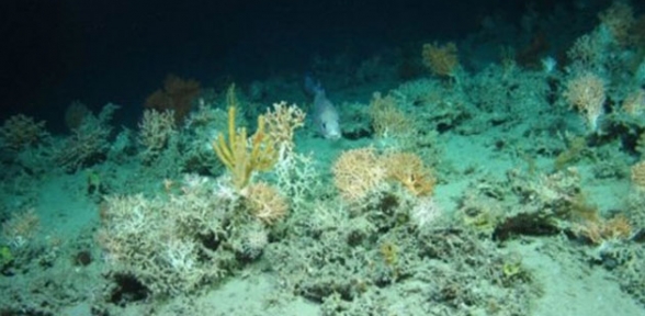 Denize atılan atıklar mercan yataklarını yok etti