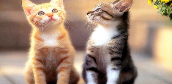 Dikkat Kedi Çıkabilir Sergisi