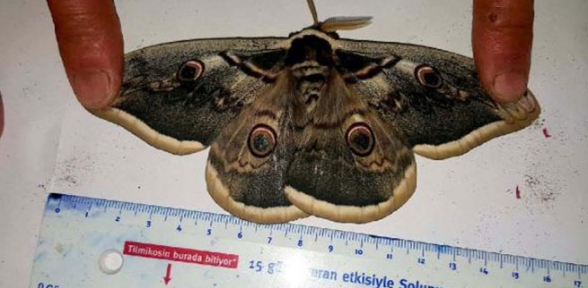 Dünyanın en güzeli Sivasta görüldü