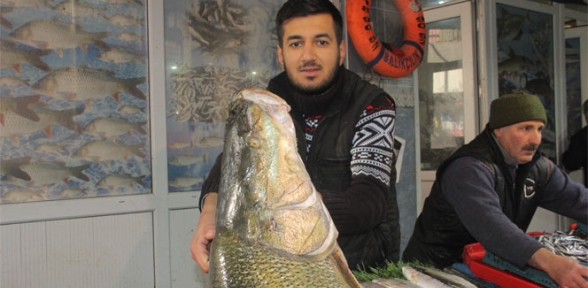 Elazığda dev turna balığı yakalandı