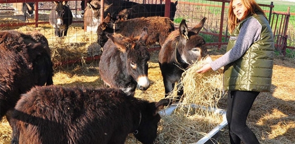Eşek sütü 100 liraya çıktı eşek karaborsaya düştü