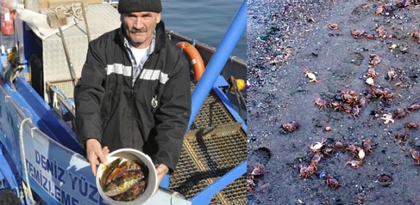 Fay hattının karayla buluştuğu bölgede balık ölümleri
