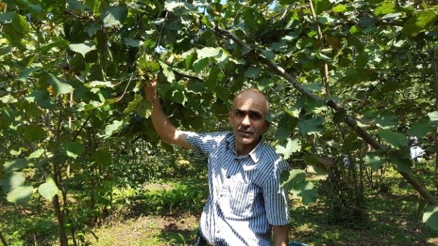 Fındıkta Yüzde 30 Kayıp Var