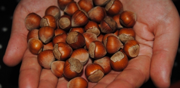 Fındıkta ki müthiş gerçek