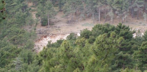 Finike de sedir katliamına mahkemeden iptal kararı