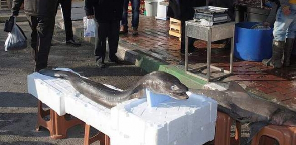 Hamsi Ağlarından Canavar Çıktı 