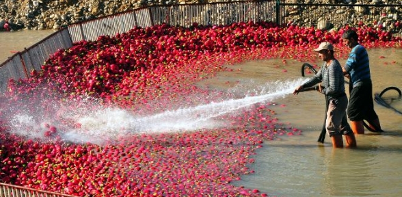 Hasat başladı 50 milyonluk gelir bekleniyor 