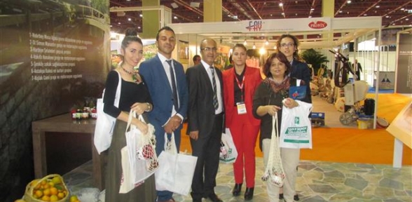 Hatayın 1200 yıllık agaçı yapexin ilği odağı oldu 