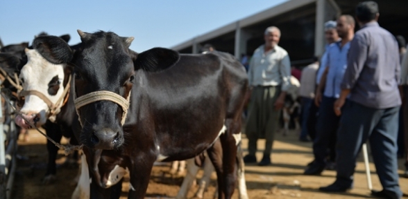 Hayvan pazarlarında hareketlilik başladı