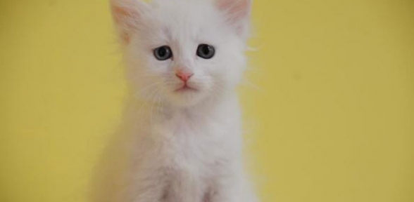 Her Mevsim Yavrulayacak 