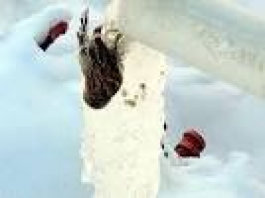 İçmek İstediği Su İle Birlikte Dondu