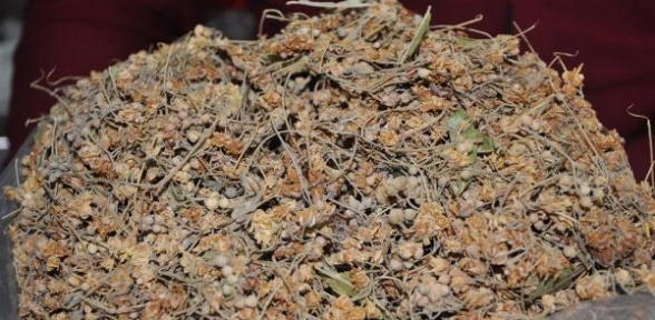 Ihlamur cep yakıyor