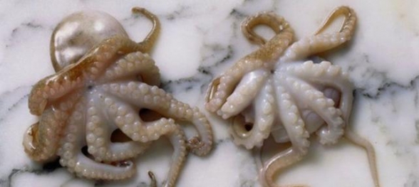 İki yaşındaki çocuğa ahtapot yutturdu