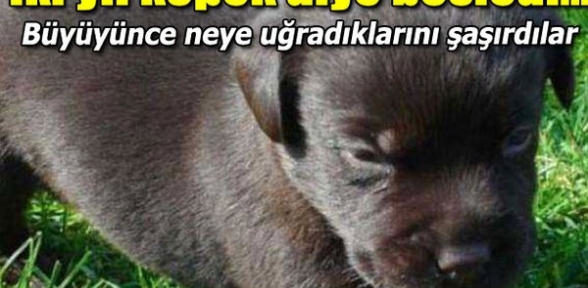 İki yıl köpek sanıp besledi ama