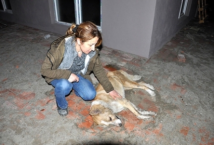 İlaçlı etle zehirlendiler