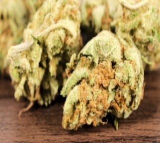 İstanbulda Yeni Tehlike Shank 