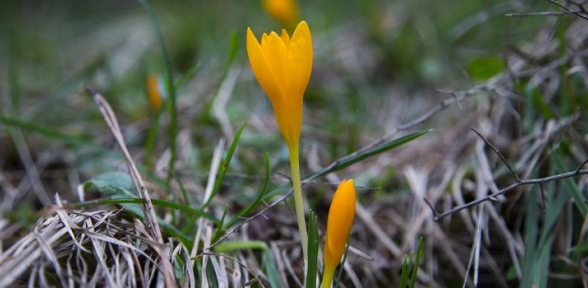 İstanbulensis Baharı Selamlıyor