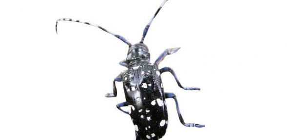 İstanbulun Yeni Kabusu Oldu 