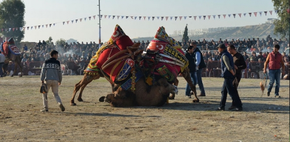 İzmir deve güreşleri ile şenlendi