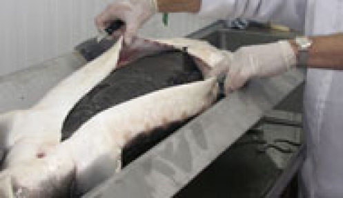 Karınları Tekrar Dikilip