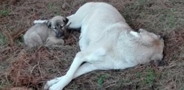 Kartal yakacıkta köpeğe tecavüz edip boynunu kırdılar