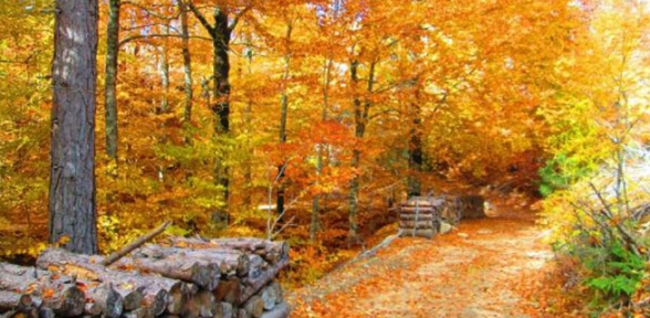 Kazdağlarında sonbahar güzelliği