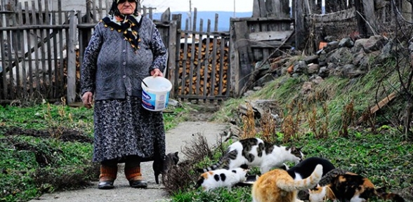 Kediler aç kalır diye köyden ayrılmıyor