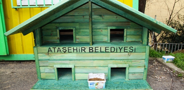 Kediler yeni yuvalarına kavuşuyor